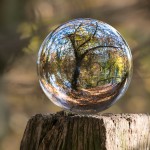 A crystal ball on a wooden stump reflects a distorted view of trees and a leaf-covered path in a sunlit forest.