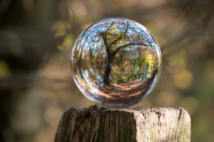 A crystal ball on a wooden stump reflects a distorted view of trees and a leaf-covered path in a sunlit forest.