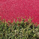 A vast field of ripe, red cranberries submerged in water behind a foreground of green bushes.